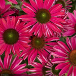 Load image into Gallery viewer, Coneflower, Kismet Raspberry #1
