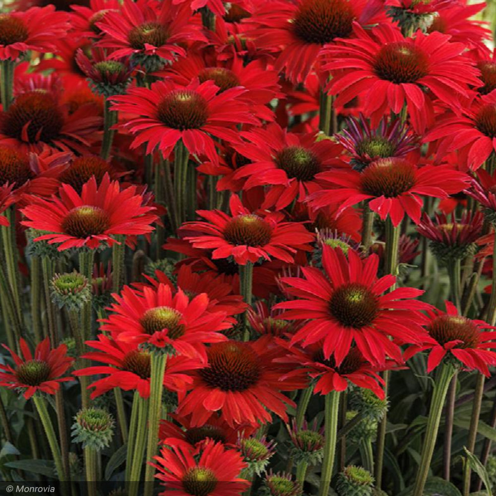 Coneflower Kismet Red #1