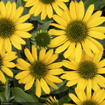 Load image into Gallery viewer, Coneflower, Kismet Yellow #1
