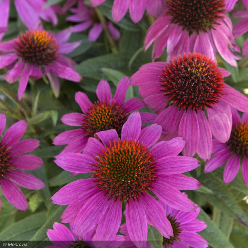 Coneflower, PowWow Wildberry Qt