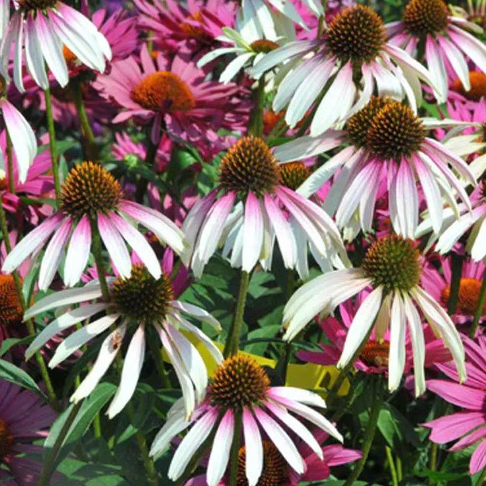 Coneflower, Pretty Parasols #1