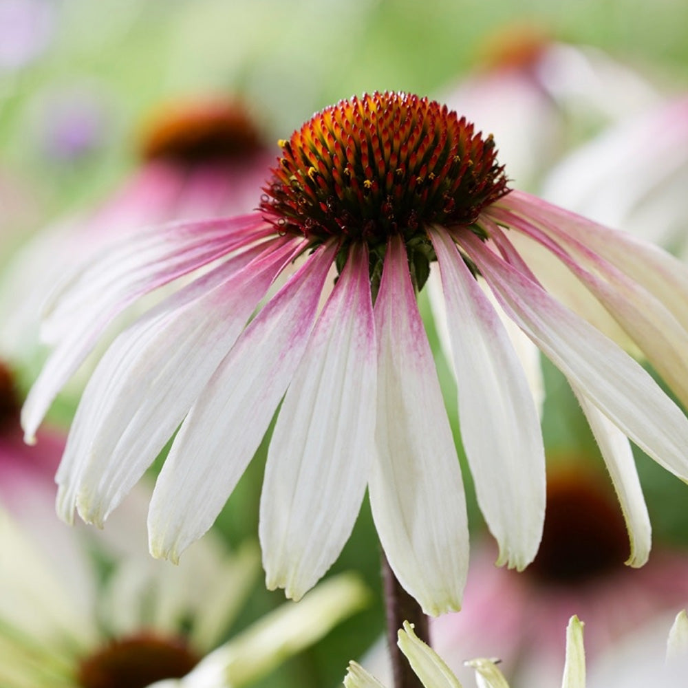 Coneflower, Pretty Parasols #1