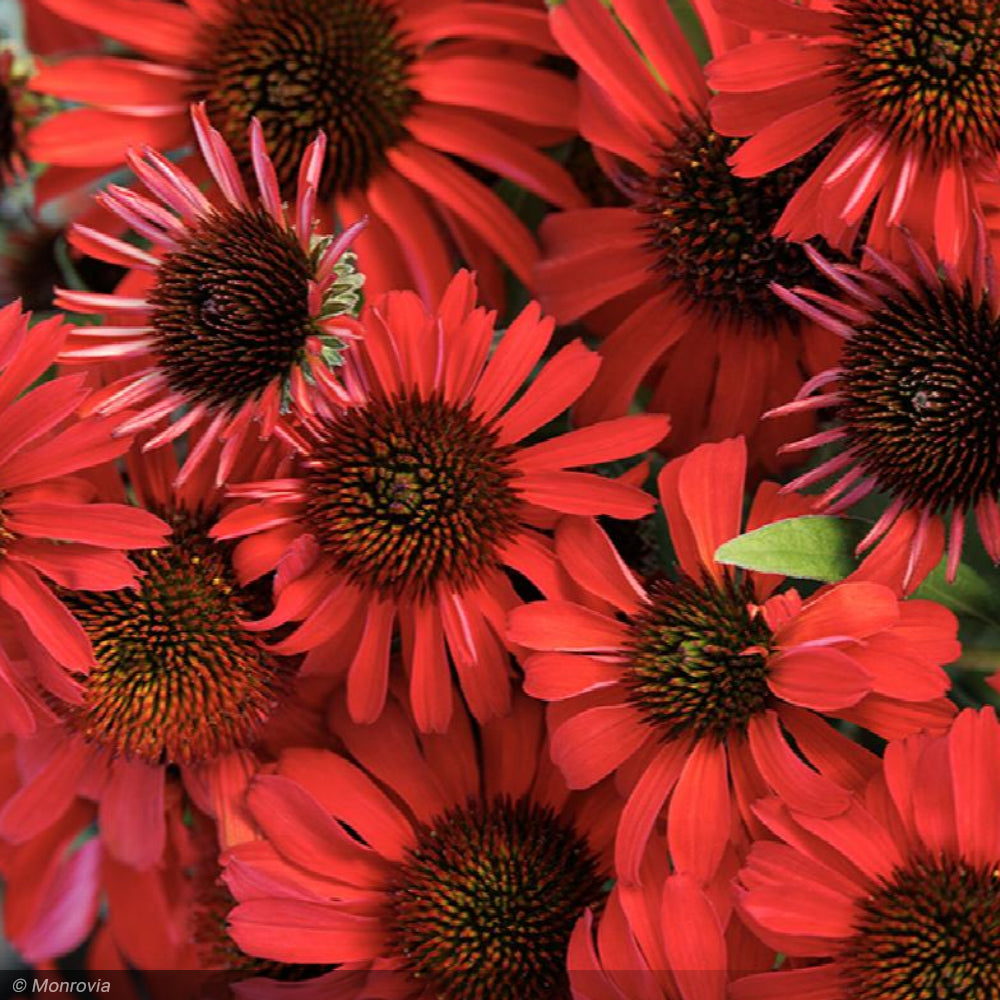 Coneflower, Prima Ruby #3