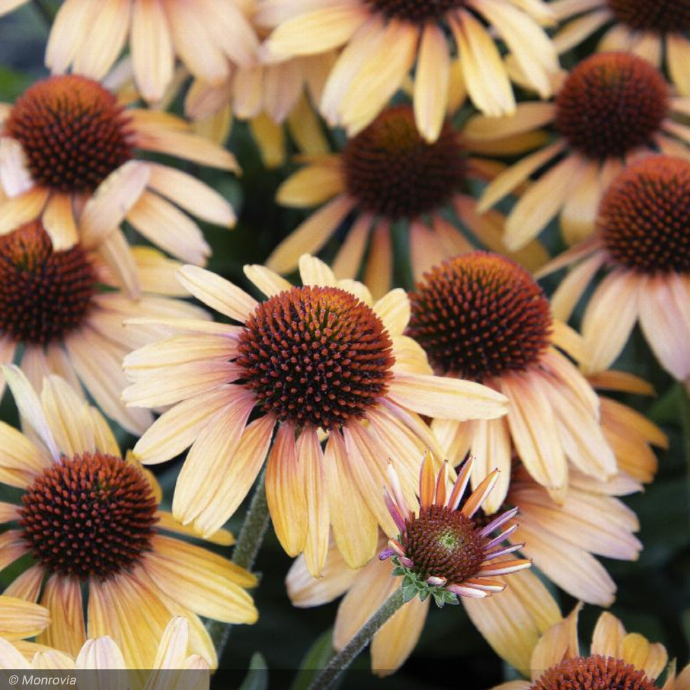 Coneflower, Prima Tiger #3