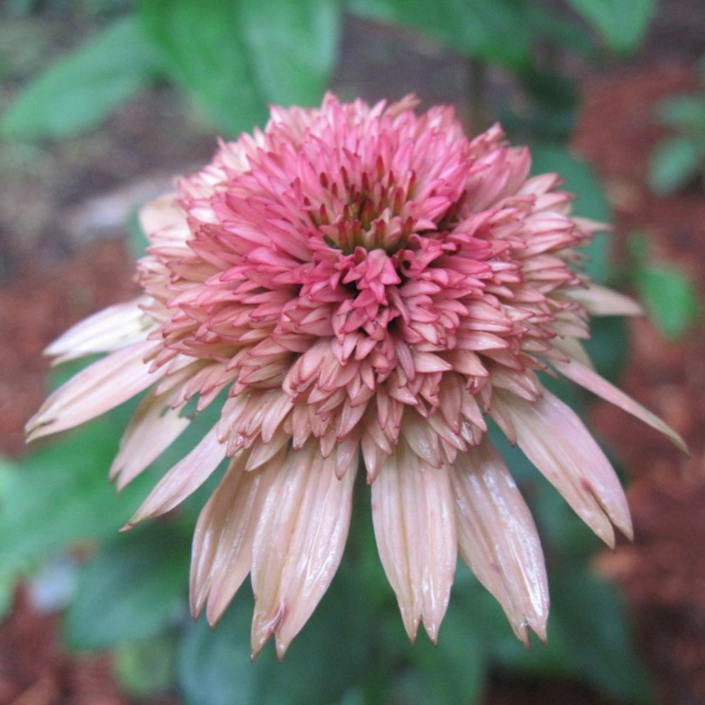 Coneflower, Raspberry Truffle #1