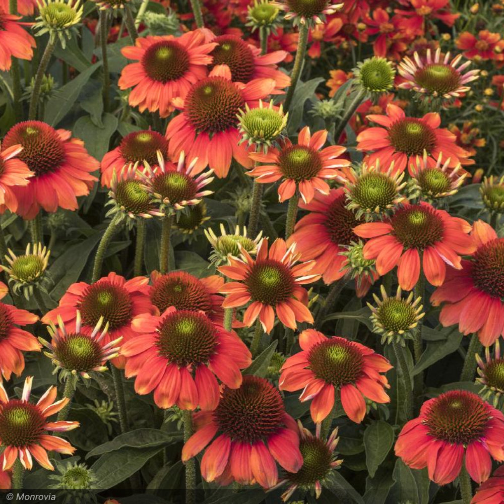 Coneflower, Sombrero Flamenco Orange #3