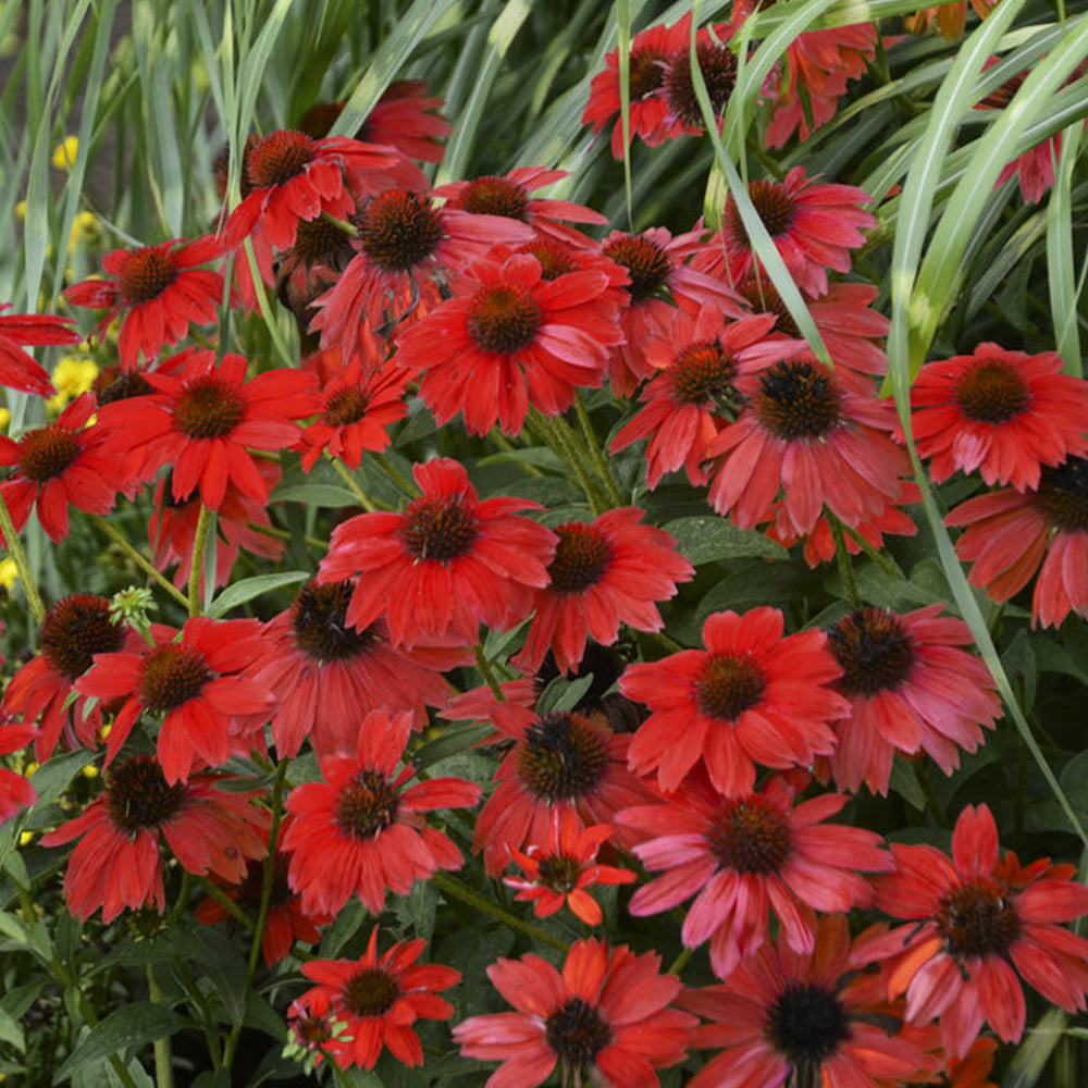 Coneflower, Sombrero Salsa Red #1