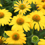 Load image into Gallery viewer, Coneflower, Sombrero Lemon Yellow #1
