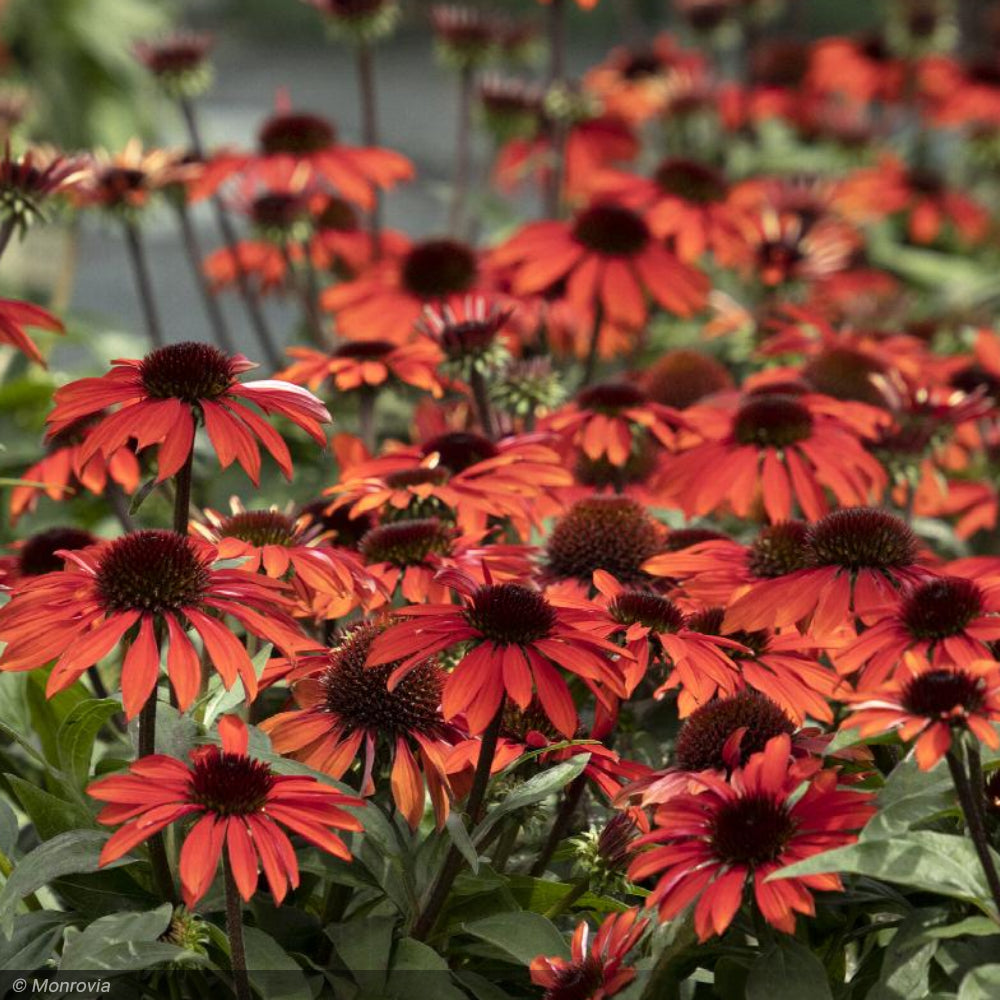 Coneflower, Sombrero Sangrita #1