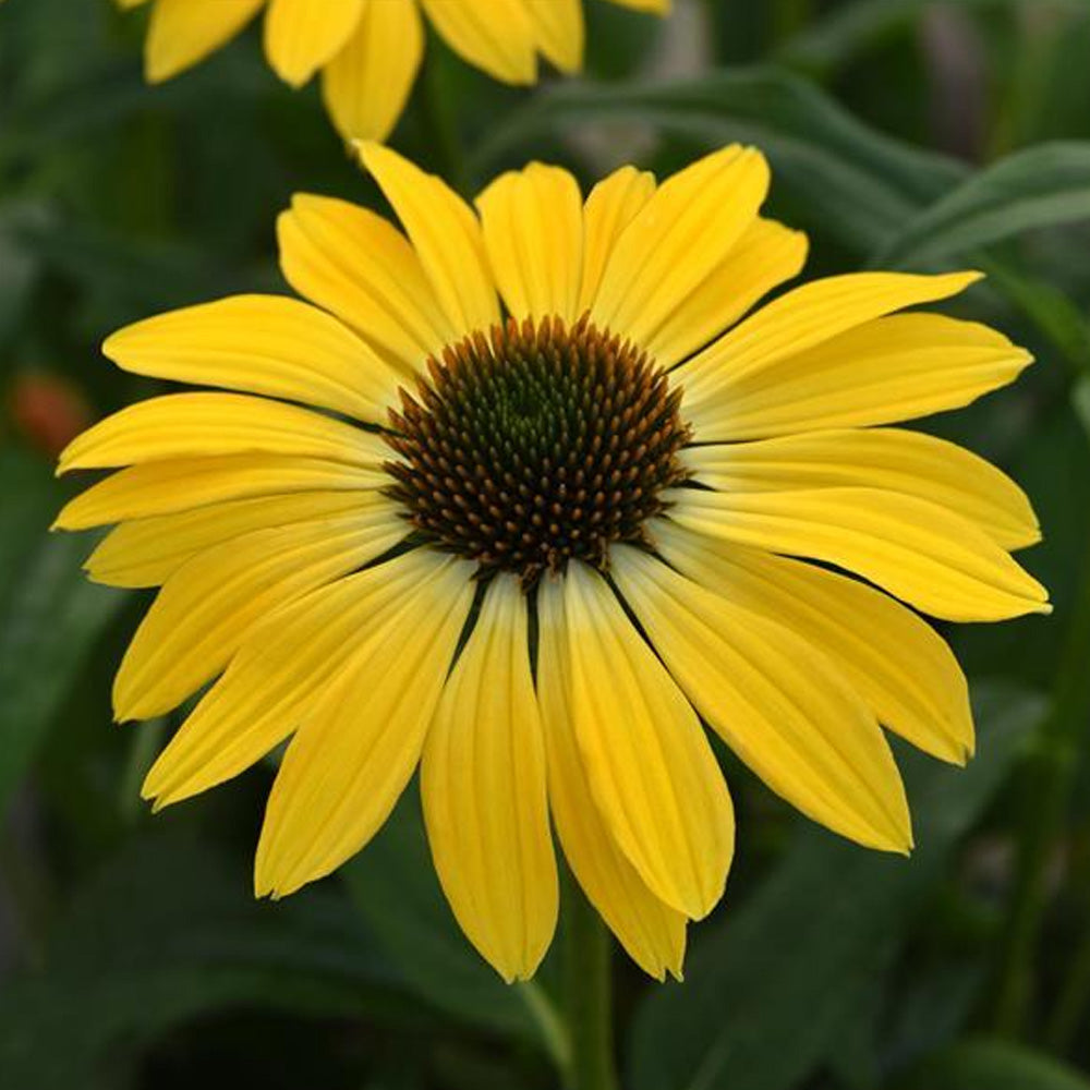 Coneflower, Sombrero Summer Solstice #1