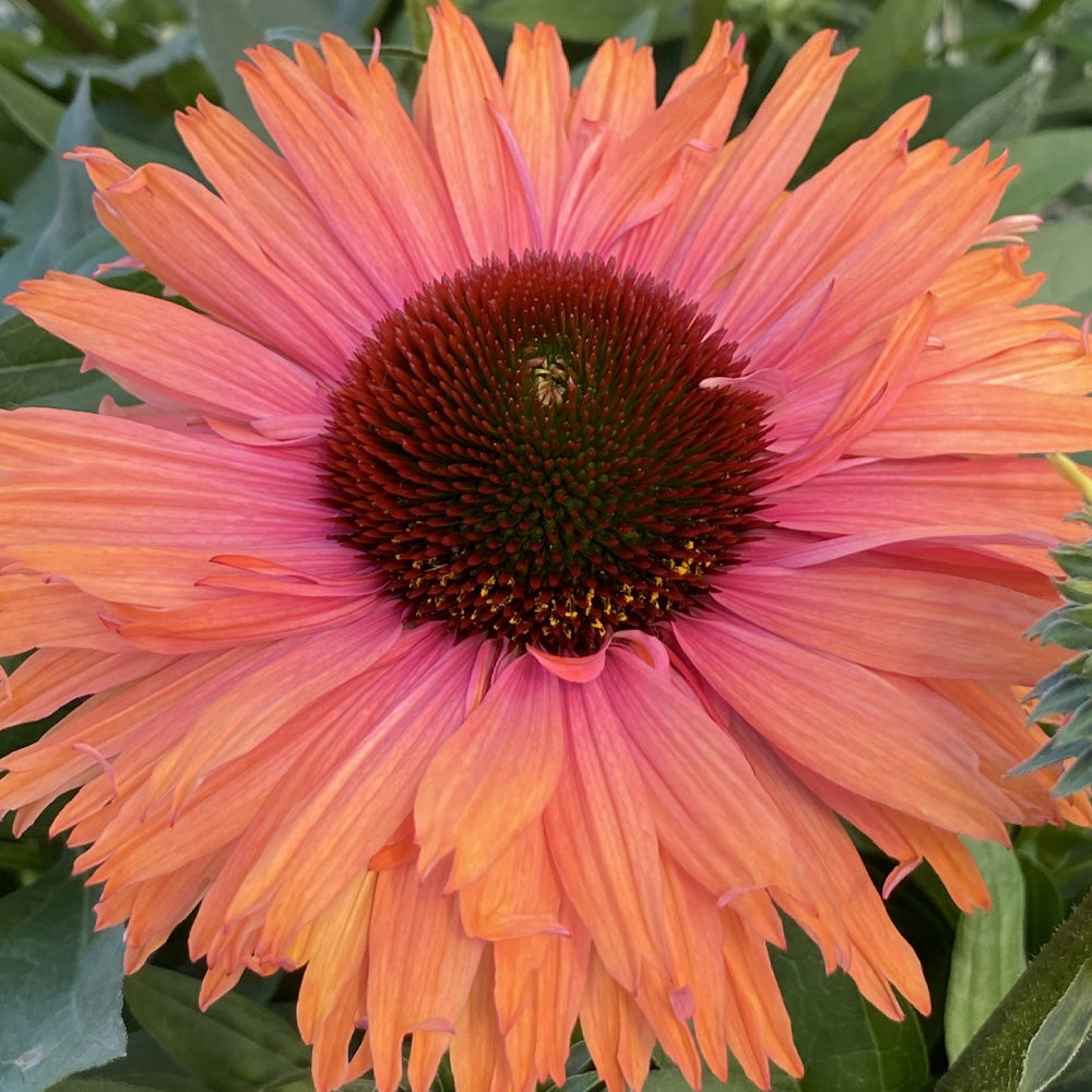 Coneflower, Sunseekers Rainbow #1