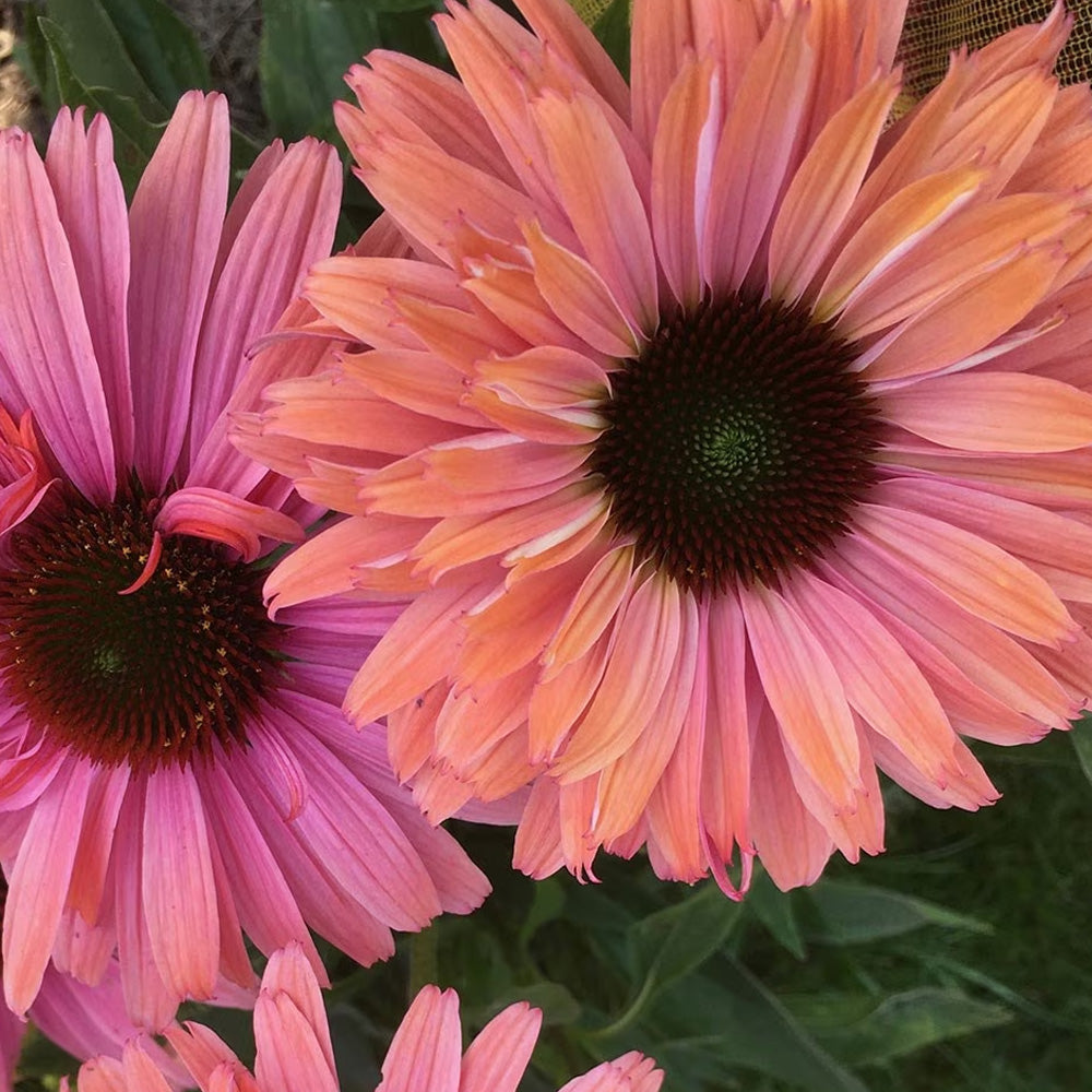 Coneflower, Sunseekers Rainbow #1