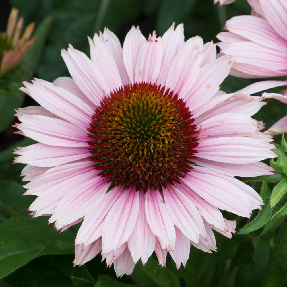 Coneflower, Sunseekers Salmon #1