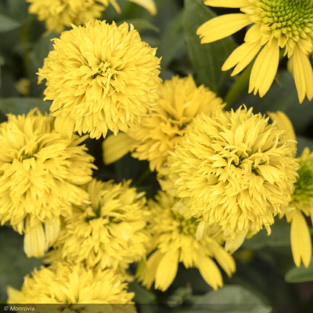 Coneflower, Sunny Days Lemon #1