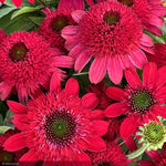 Load image into Gallery viewer, Coneflower, Sunny Days Ruby #1
