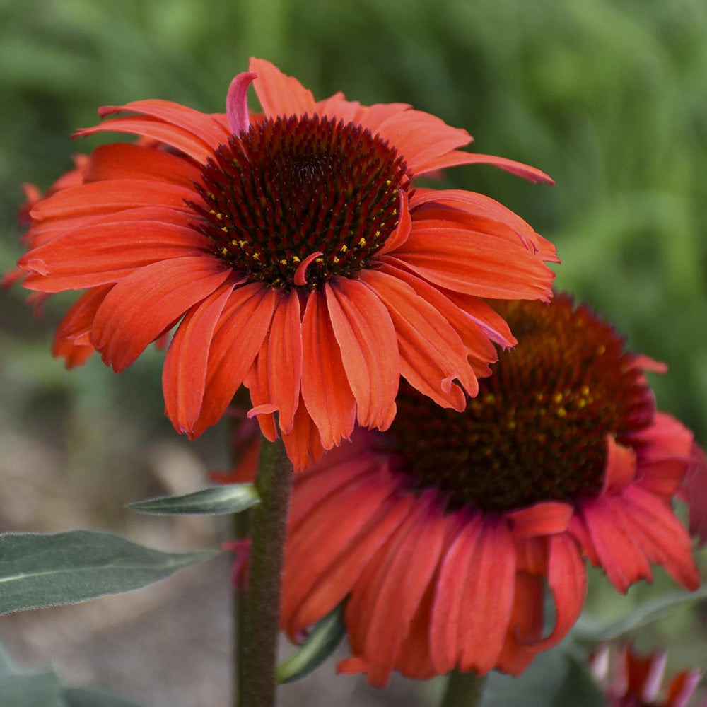 Coneflower, Eye-Catcher Tanager #1