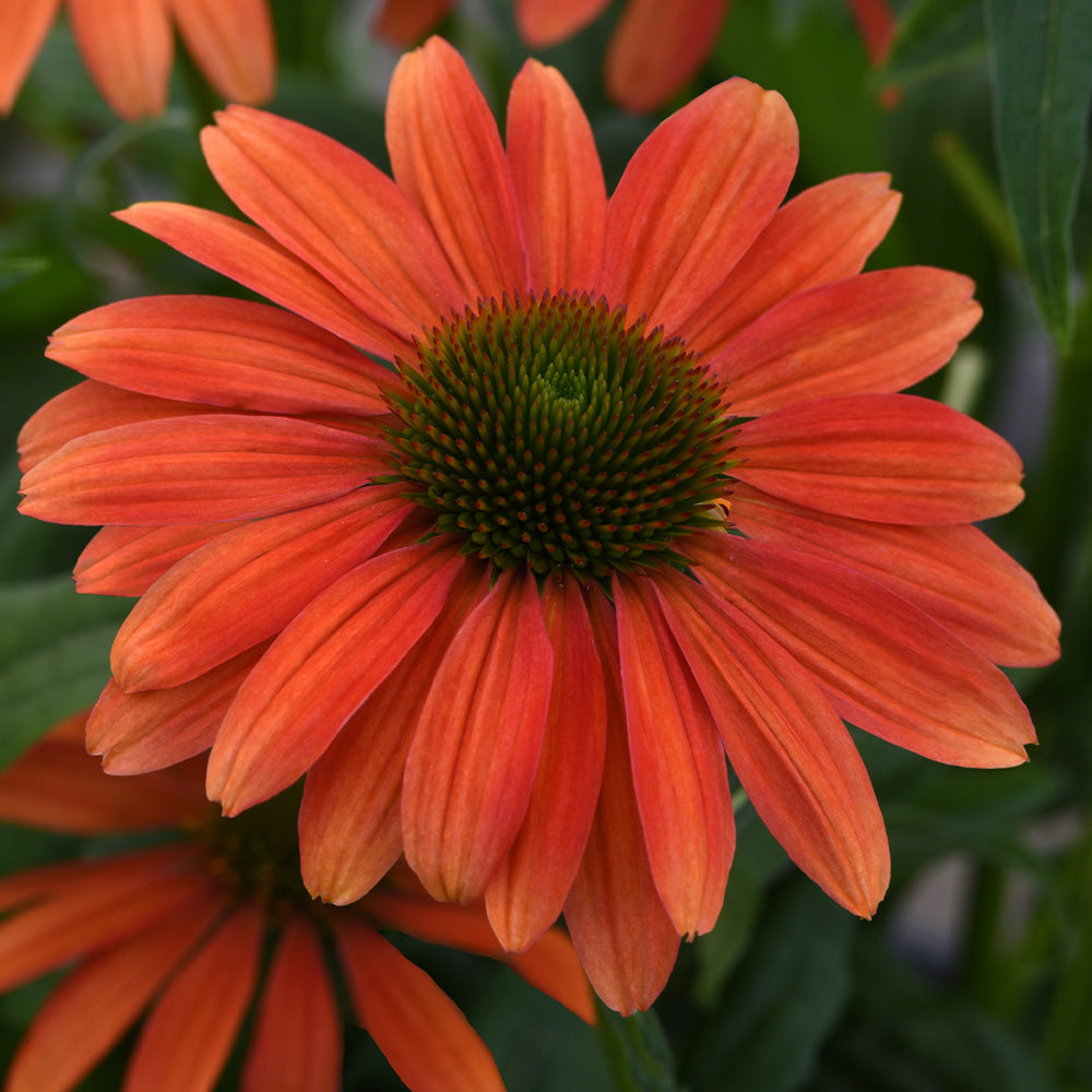 Coneflower, Sombrero Tango Tangerine #1