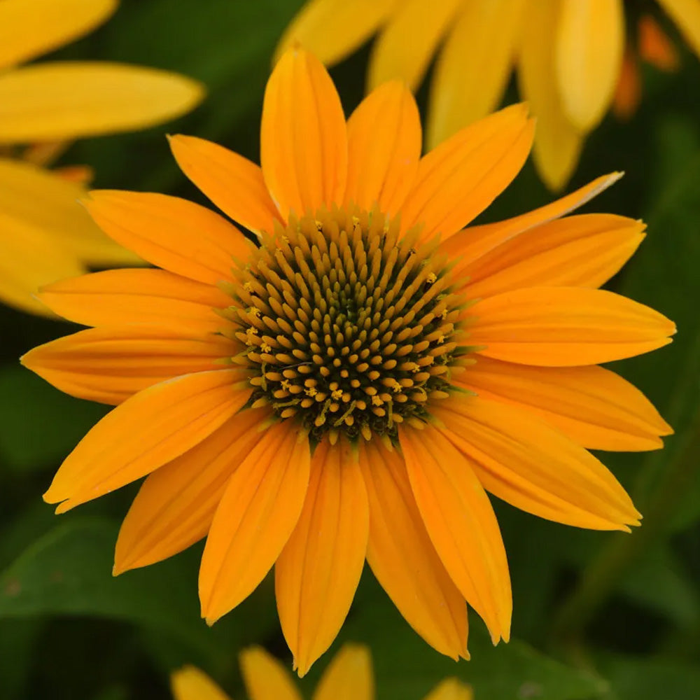 Coneflower, Yellow Ombre #1