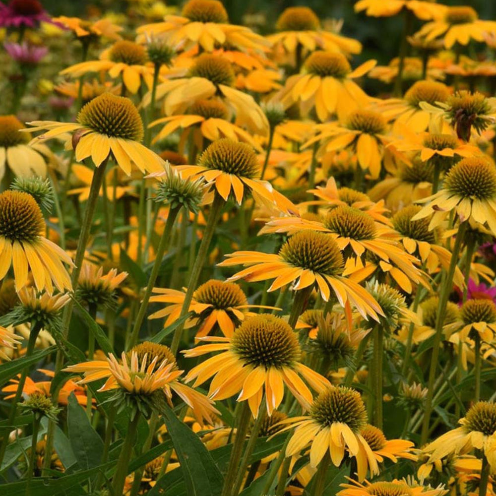 Coneflower, Yellow Ombre #1