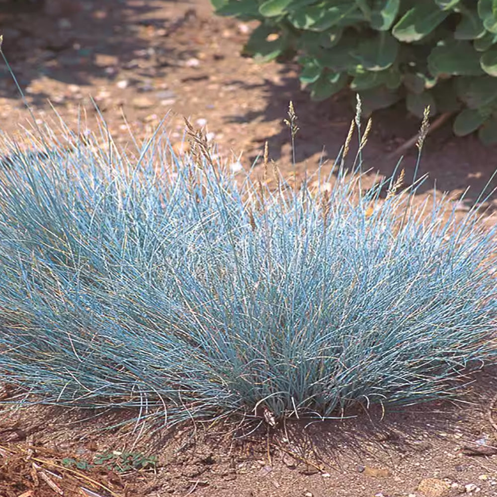 Fescue Grass, Cool as Ice #1