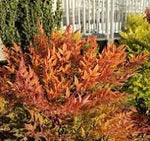 Load image into Gallery viewer, Nandina, Cool Glow Peach #3