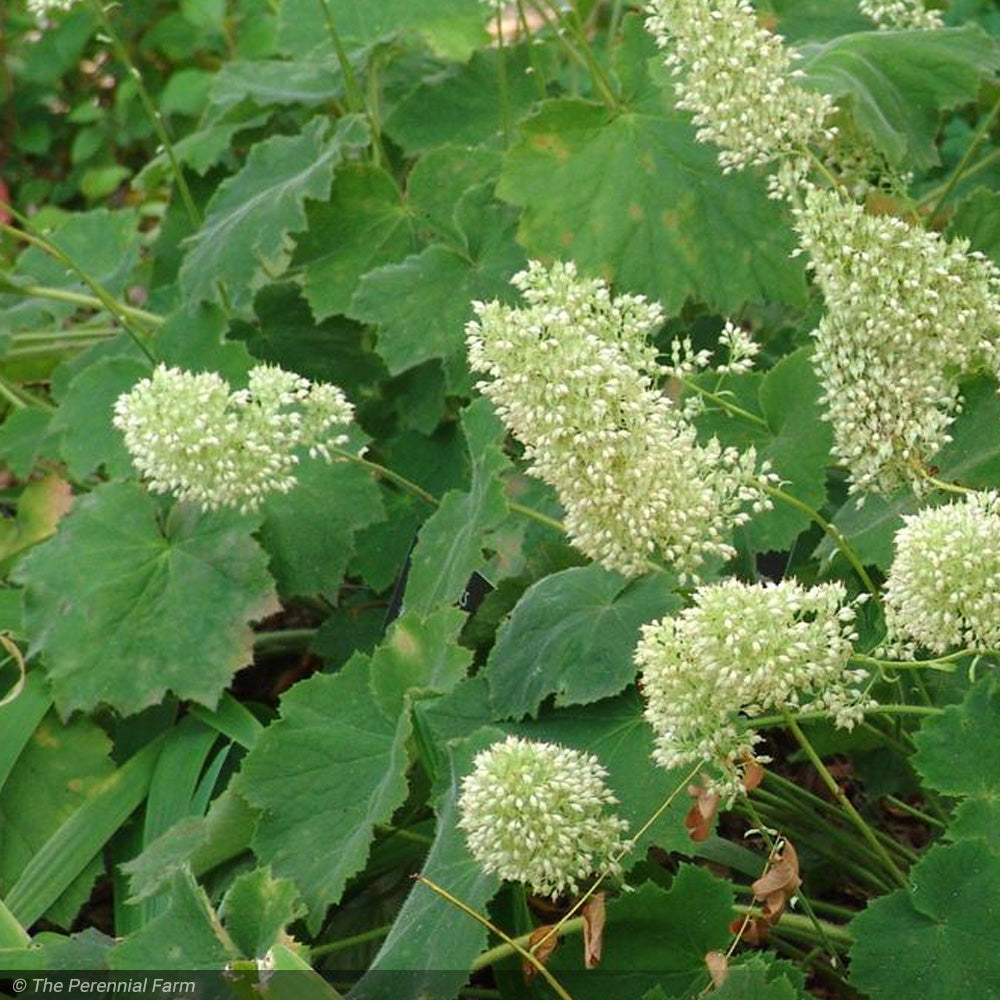 Coral Bells, Autumn Bride #1