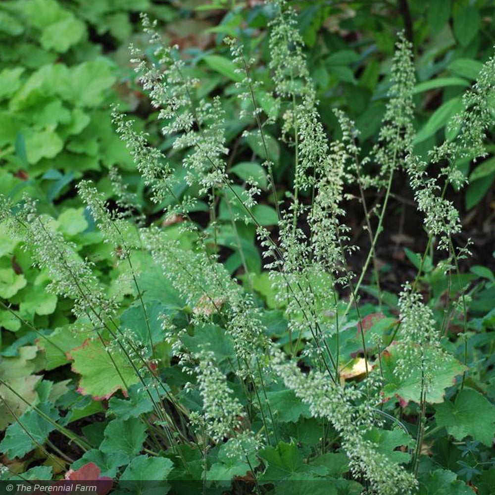 Coral Bells, Autumn Bride #1