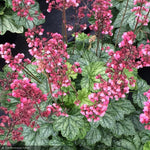Load image into Gallery viewer, Coral Bells, Berry Timeless #1
