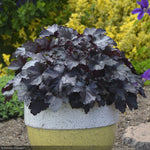 Load image into Gallery viewer, Coral Bells, Primo Black Pearl #1
