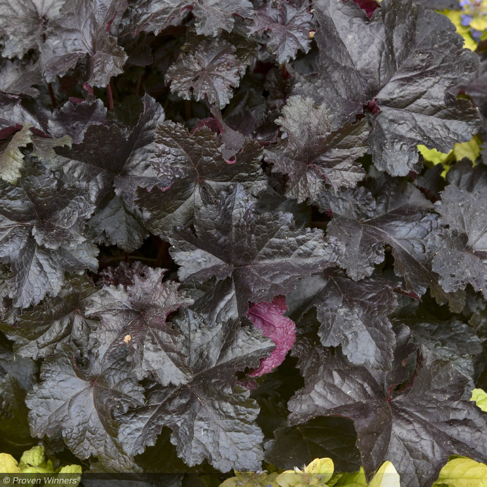 Coral Bells, Primo Black Pearl #1