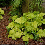 Load image into Gallery viewer, Coral Bells, Citronelle #1