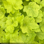 Load image into Gallery viewer, Coral Bells, Citronelle #1