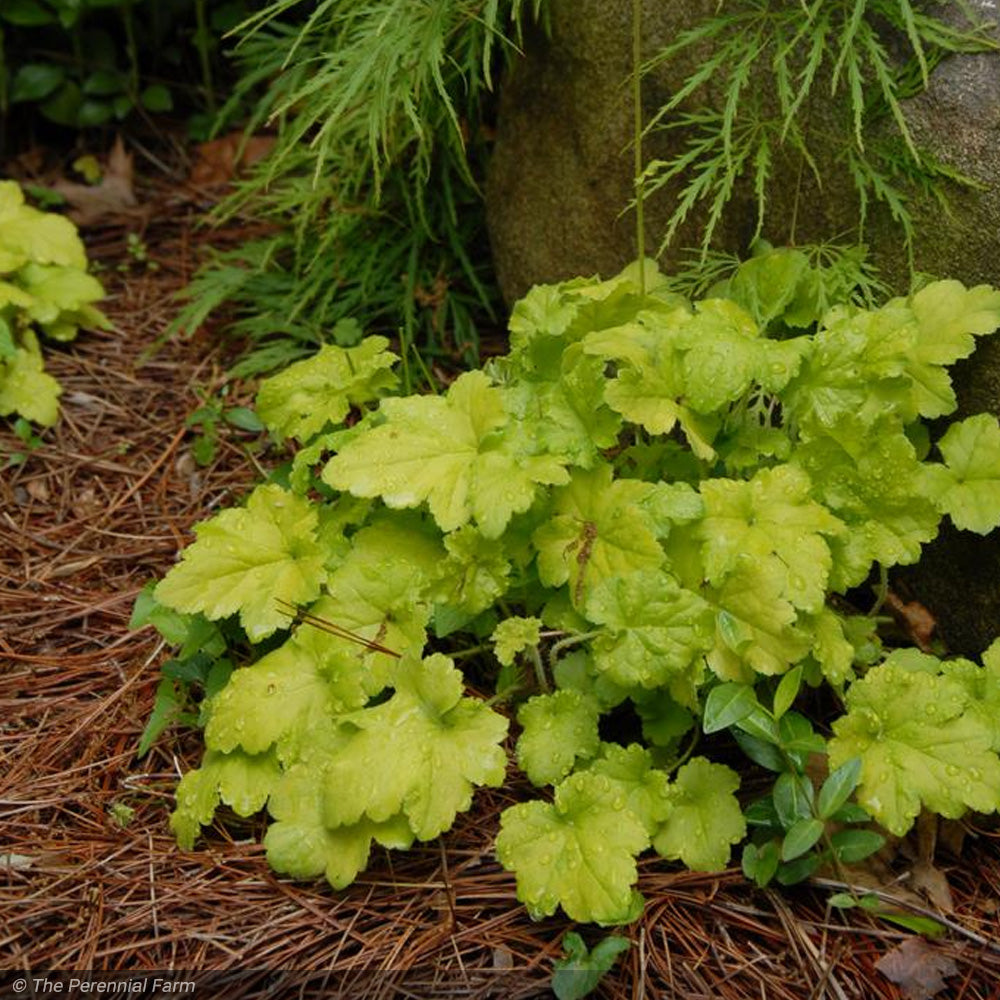 Coral Bells, Citronelle Qt