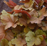 Load image into Gallery viewer, Coral Bells, Dolce Toffee Tart #1