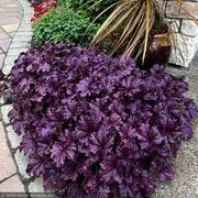 Coral Bells, Forever Purple #1