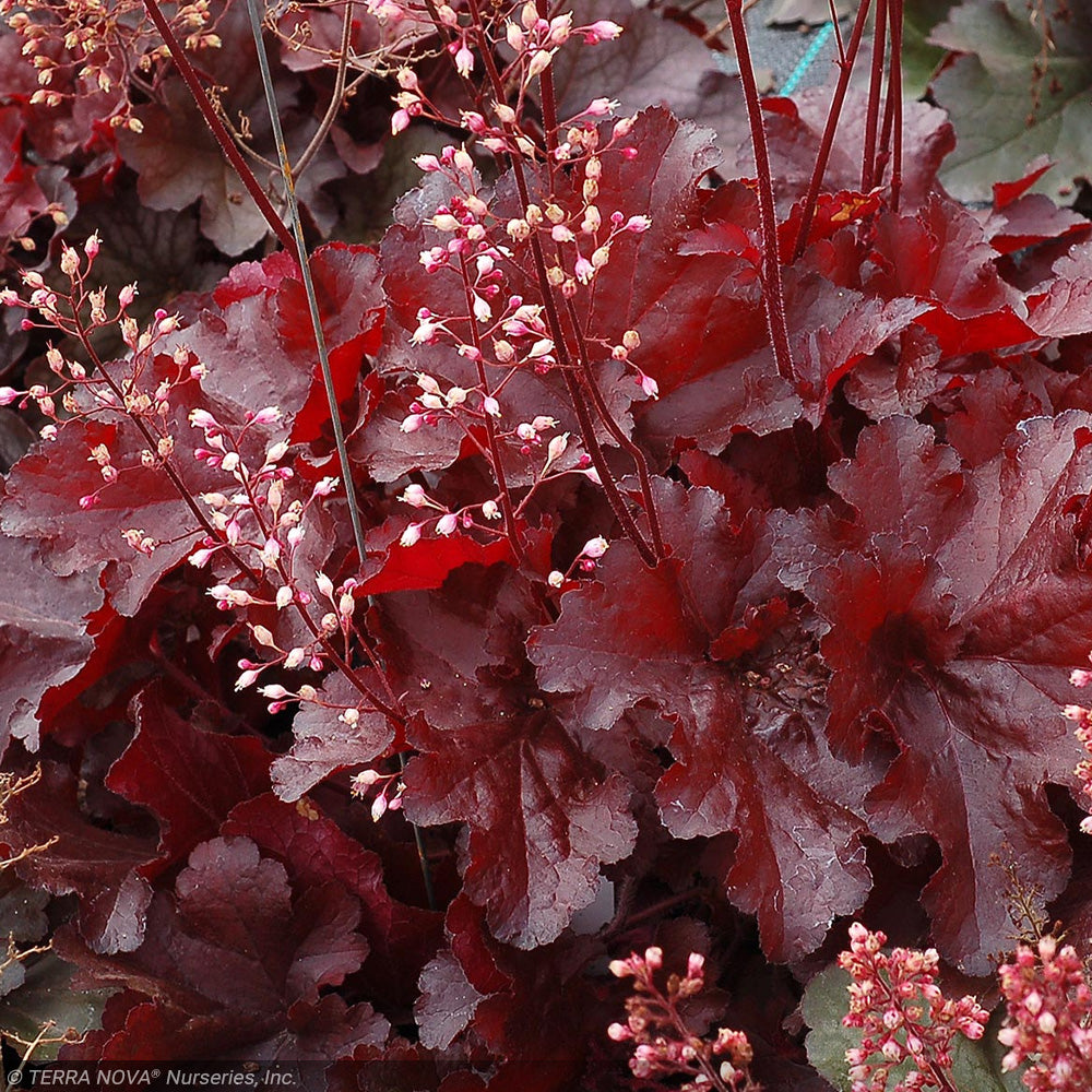 Coral Bells, Forever Red #1