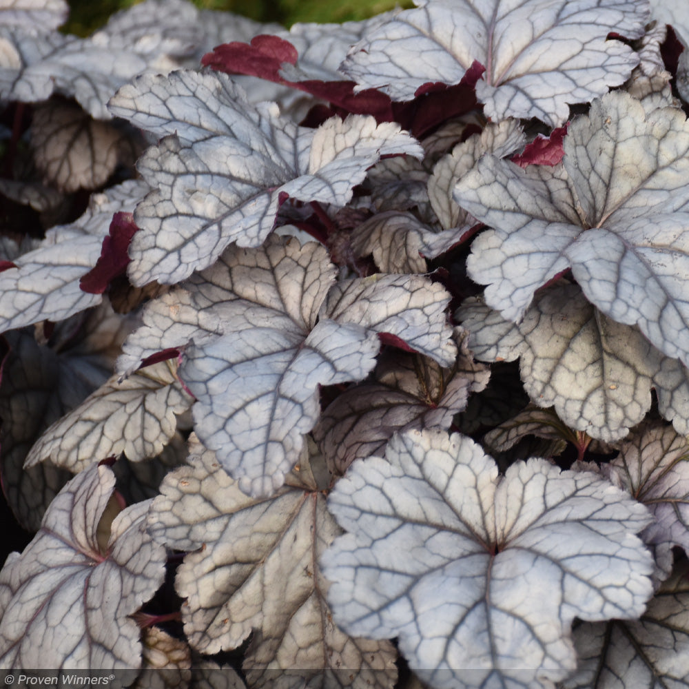 Coral Bells, Dolce Frosted Berry #1