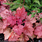 Load image into Gallery viewer, Coral Bells, Georgia Peach #1
