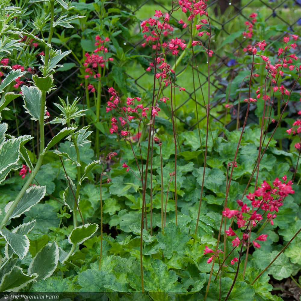 Coral Bells, Hercules #1