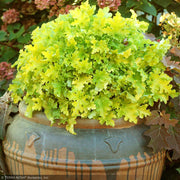 Coral Bells, Lime Marmalade #1