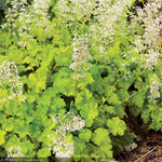 Load image into Gallery viewer, Coral Bells, Lime Rickey #1