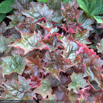 Load image into Gallery viewer, Coral Bells, Palace Purple #1