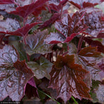 Load image into Gallery viewer, Coral Bells, Palace Purple #1
