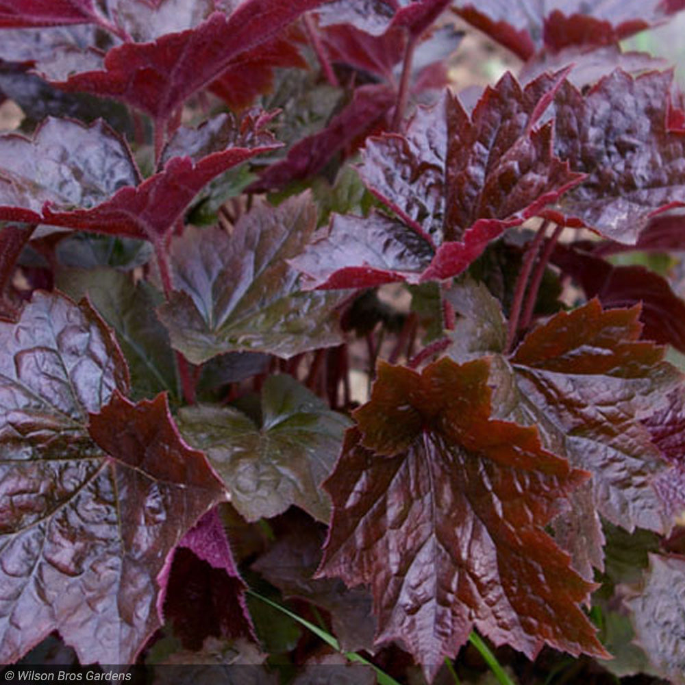 Coral Bells, Palace Purple #1