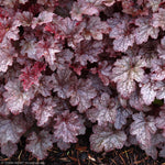 Load image into Gallery viewer, Coral Bells, Plum Pudding #2