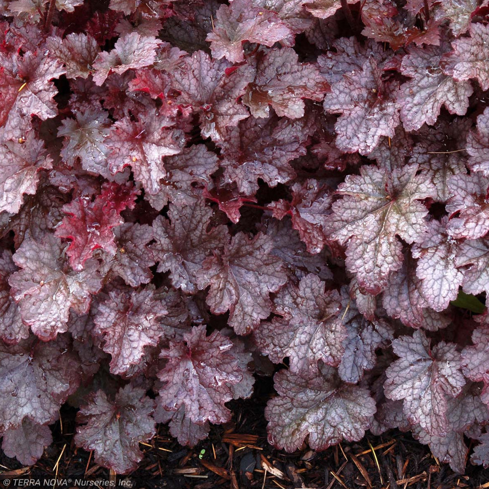 Coral Bells, Plum Pudding Qt