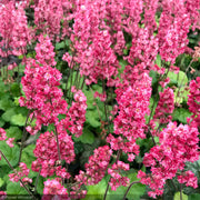 Coral Bells, Timeless Glow #1