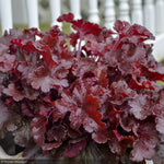 Load image into Gallery viewer, Coral Bells, Dolce Cherry Truffles #1
