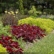 Coral Bells, Dolce Cherry Truffles #1