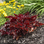 Load image into Gallery viewer, Coral Bells, Dolce Cherry Truffles #1

